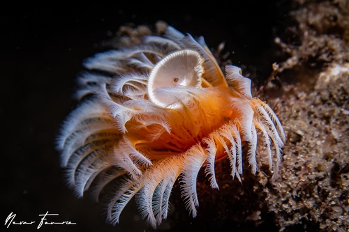 Image of Worms Various