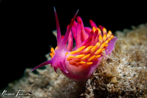 Image of Trinchesia sibogae var B