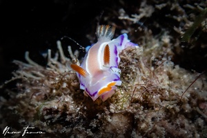 Image of Thorunna florens