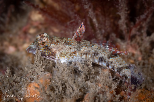 Image of Eocallionymus papilio