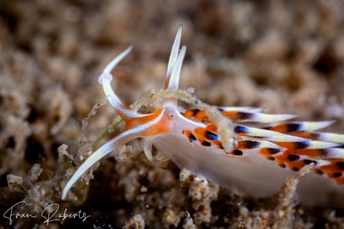 Image of Caloria indica