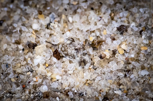 Image of Haminoeidae long-tail sp. 2