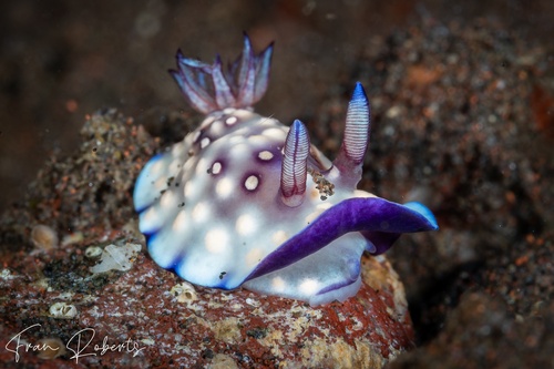 Image of Goniobranchus hintuanensis