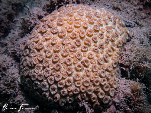 Image of Hard Corals Various