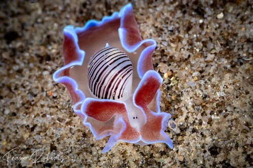 Image of Hydatina physis