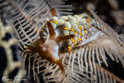 Image of Tenellia bughaw