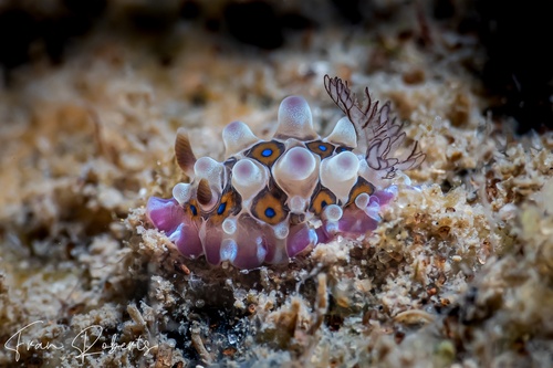 Image of Dendrodoris denisoni