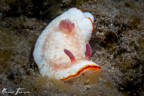 Image of Goniobranchus verrieri