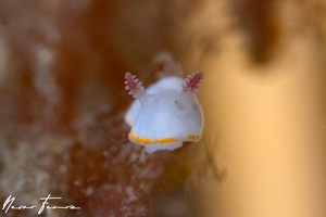 Image of Mexichromis festiva