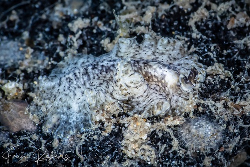 Image of Unidentified Flatworm sp. 2