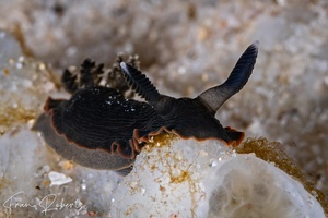 Image of Dendrodoris arborescens