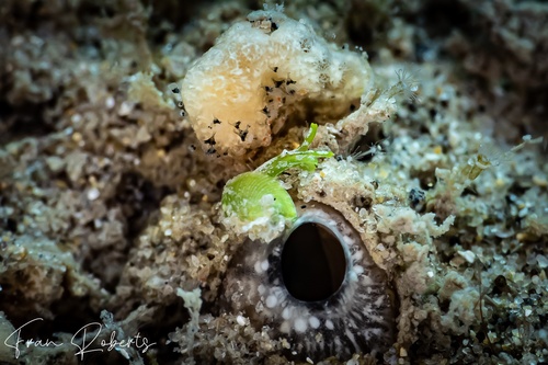 Image of Julia exquisita