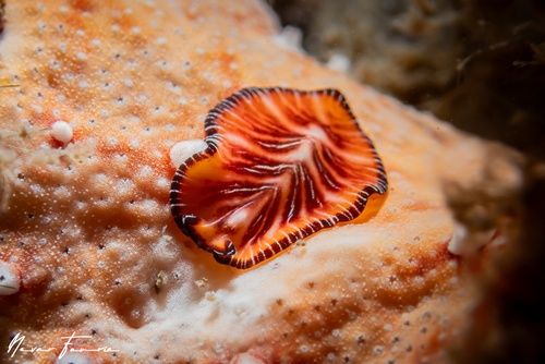 Image of Unidentified Flatworm sp. 12