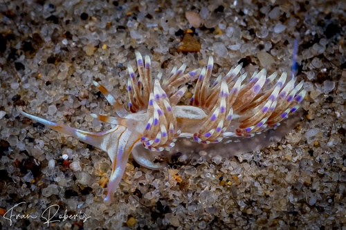 Image of Godiva sp. 1