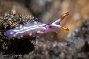 Image of Thuridilla albopustulosa