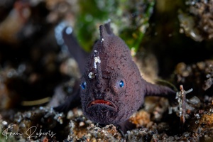 Image of Antennarius sp. 1