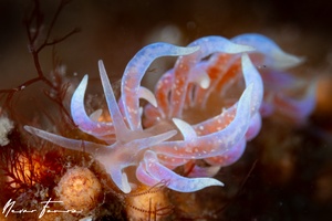 Image of Phyllodesmium poindimiei