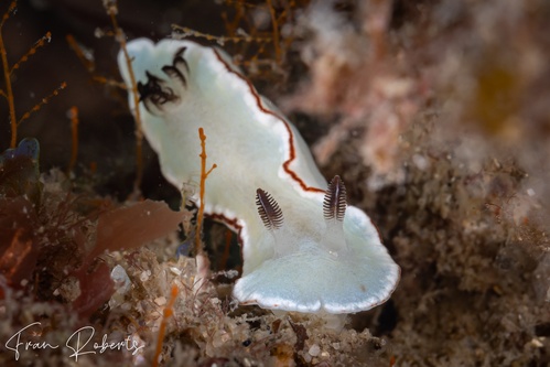 Image of Glossodoris angasi