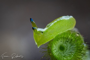 Image of Elysia sp. 7