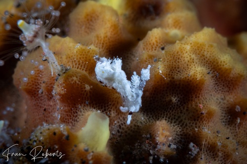 Image of Trapania sp. 2