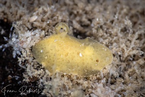 Image of Jorunna sp. 2