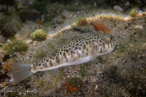 Image of Tetractenos glaber