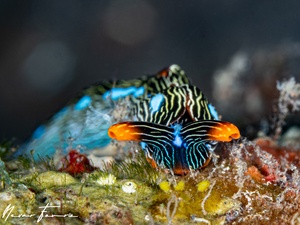 Image of Thuridilla gracilis