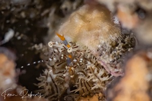 Image of Unidentified Crab sp. 3