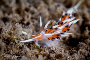 Image of Caloria indica