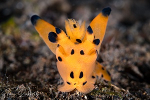 Image of Thecacera pikachu