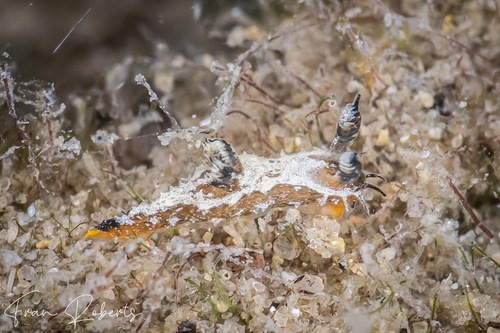 Image of Polycera sp. 1