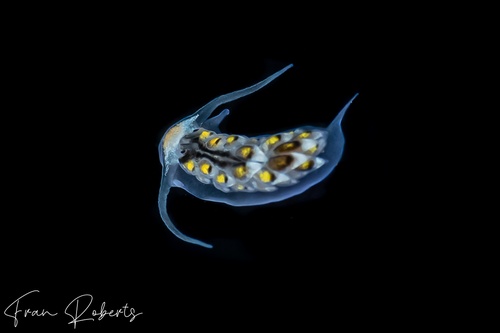 Image of Cerberilla incola