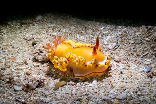 Image of Ardeadoris rubroannulata