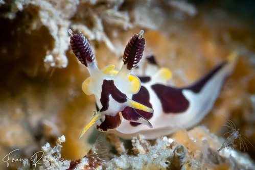 Image of Trapania sp. 1