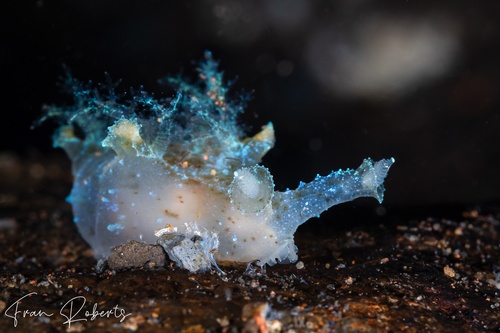 Image of Notobryon wardi