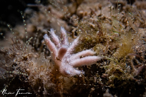 Image of Sponges Various