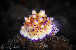 Image of Mexichromis multituberculata
