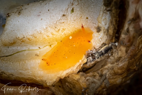 Image of Dendrodoris fumata