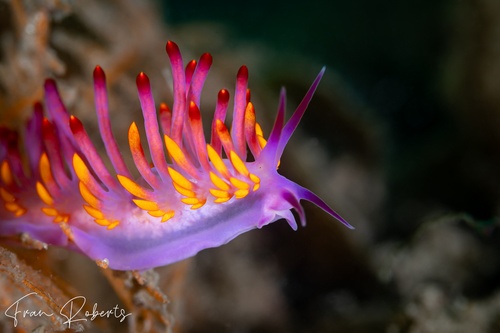 Image of Trinchesia sibogae var B