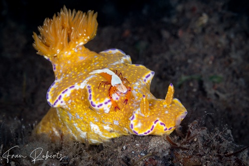 Image of Ceratosoma tenue