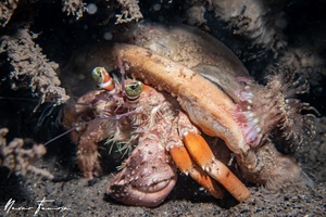 Image of Dardanus pedunculatus