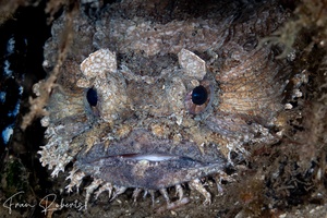 Image of Batrachomoeus dubius