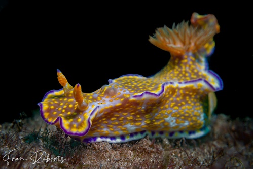 Image of Ceratosoma tenue