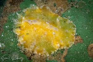 Image of Discodoris cebuensis