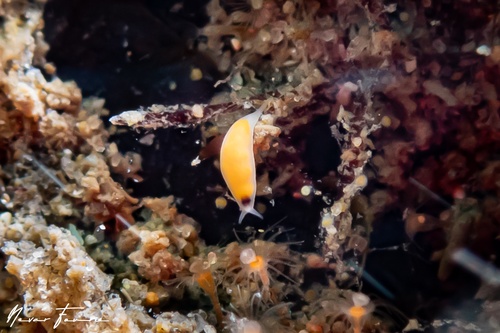 Image of Vorticeros praedatorium