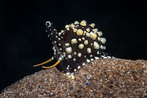 Image of Cypraea sp. 7