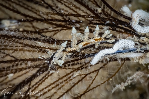 Image of Eubranchus sp. 2