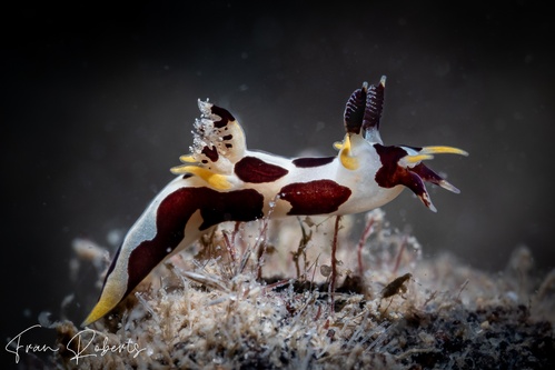 Image of Trapania sp. 1