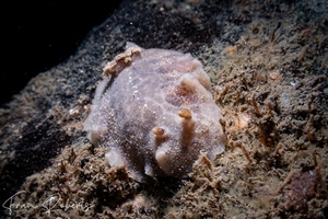 Image of Atagema sp. 2