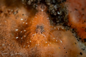 Image of Gelastocaris paronae